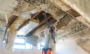 Best Mold Odor Removal Services  in Rockport, IN